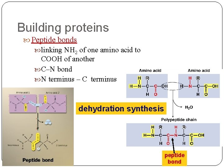 Building proteins Peptide bonds linking NH 2 of one amino acid to COOH of