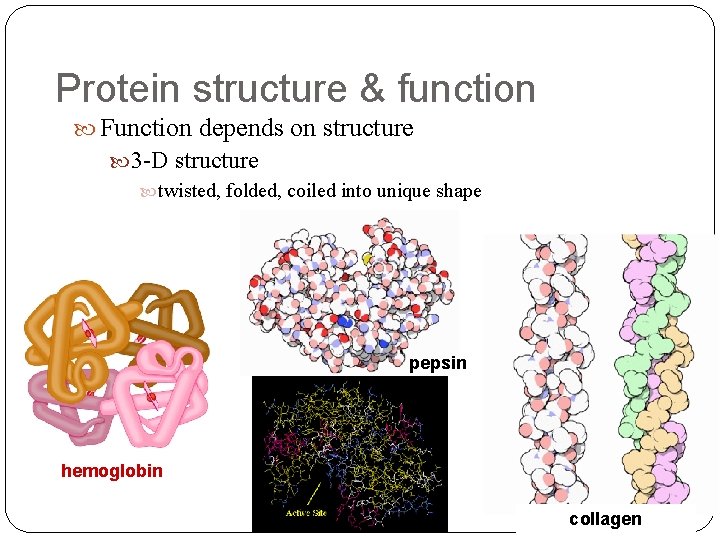 Protein structure & function Function depends on structure 3 -D structure twisted, folded, coiled