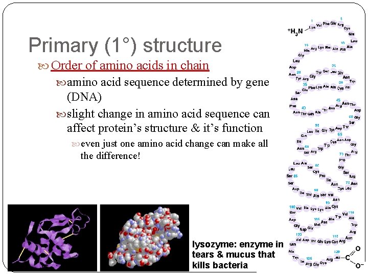 Primary (1°) structure Order of amino acids in chain amino acid sequence determined by