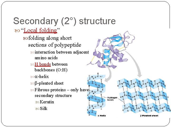 Secondary (2°) structure “Local folding” folding along short sections of polypeptide interaction between adjacent