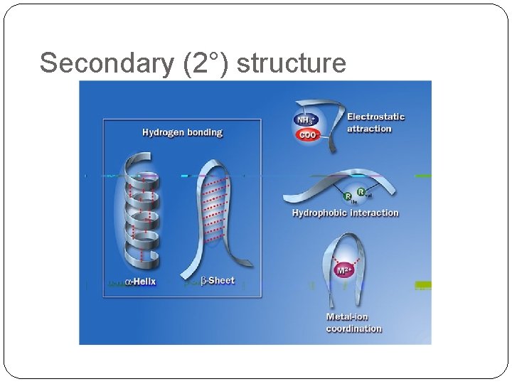 Secondary (2°) structure 