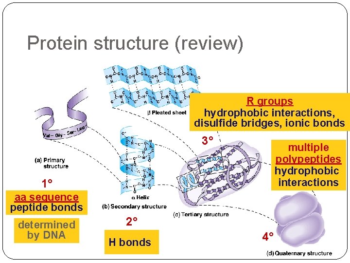 Protein structure (review) R groups hydrophobic interactions, disulfide bridges, ionic bonds 3° multiple polypeptides