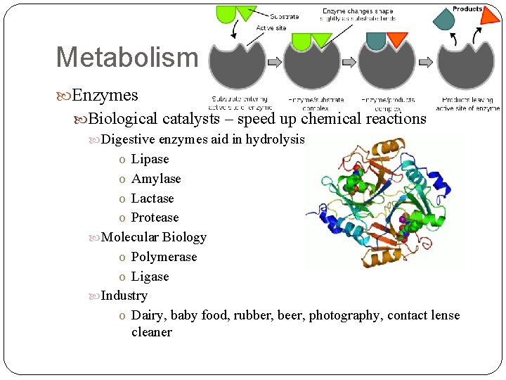 Metabolism Enzymes Biological catalysts – speed up chemical reactions Digestive enzymes aid in hydrolysis