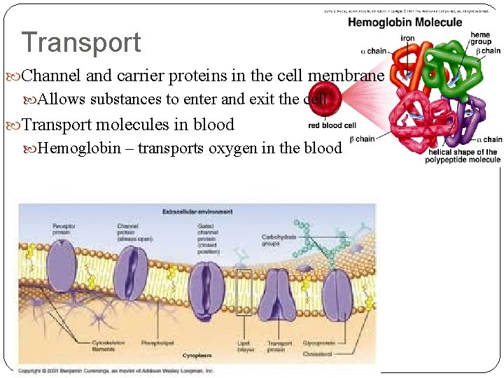Transport Channel and carrier proteins in the cell membrane Allows substances to enter and