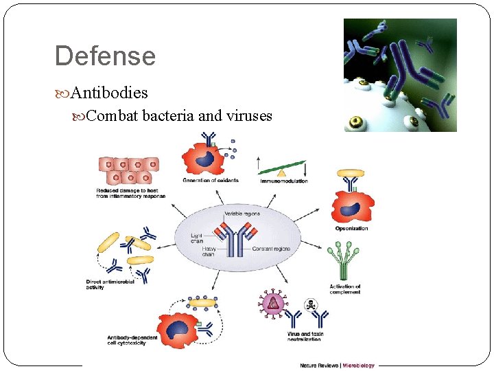 Defense Antibodies Combat bacteria and viruses 
