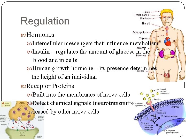 Regulation Hormones Intercellular messengers that influence metabolism Insulin – regulates the amount of glucose