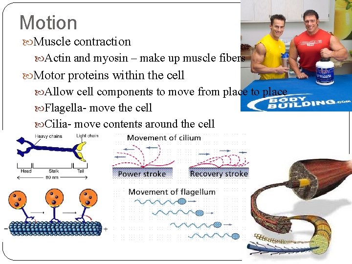 Motion Muscle contraction Actin and myosin – make up muscle fibers Motor proteins within