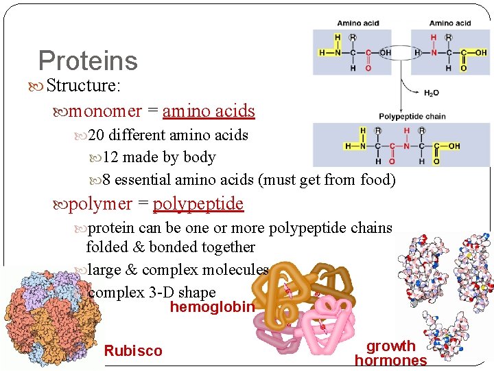 Proteins Structure: monomer = amino acids 20 different amino acids 12 made by body