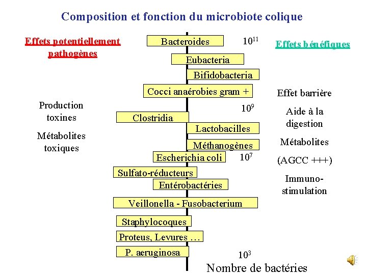 Composition et fonction du microbiote colique Effets potentiellement pathogènes Bacteroides 1011 Effets bénéfiques Eubacteria
