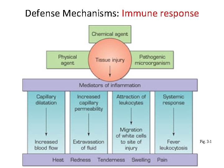 Defense Mechanisms: Immune response Fig. 3 -1 