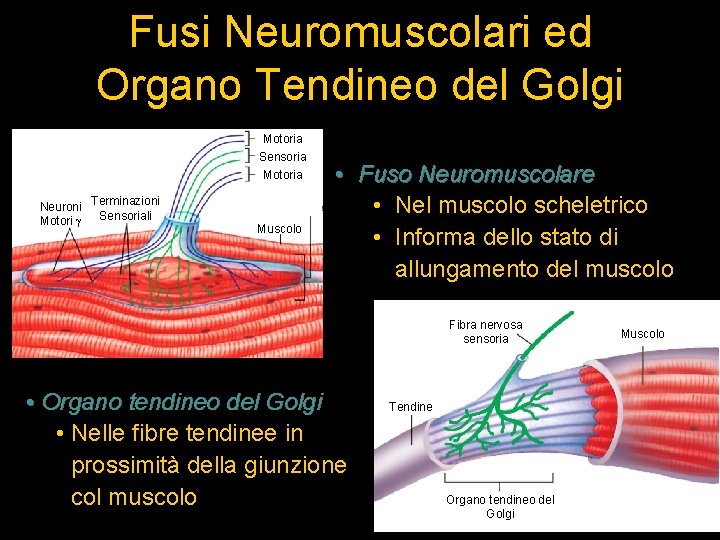 Fusi Neuromuscolari ed Organo Tendineo del Golgi Motoria Sensoria Motoria Neuroni Terminazioni Sensoriali Motori
