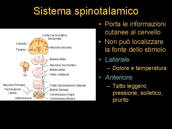 Sistema spinotalamico Corteccia Somatica Sensoriale Cervello Talamo Neurone terziario Mesencefalo Neurone Secondario Metencefalo Fibre