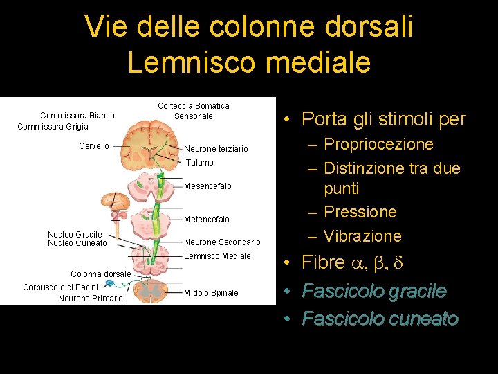 Vie delle colonne dorsali Lemnisco mediale Commissura Bianca Commissura Grigia Cervello Corteccia Somatica Sensoriale
