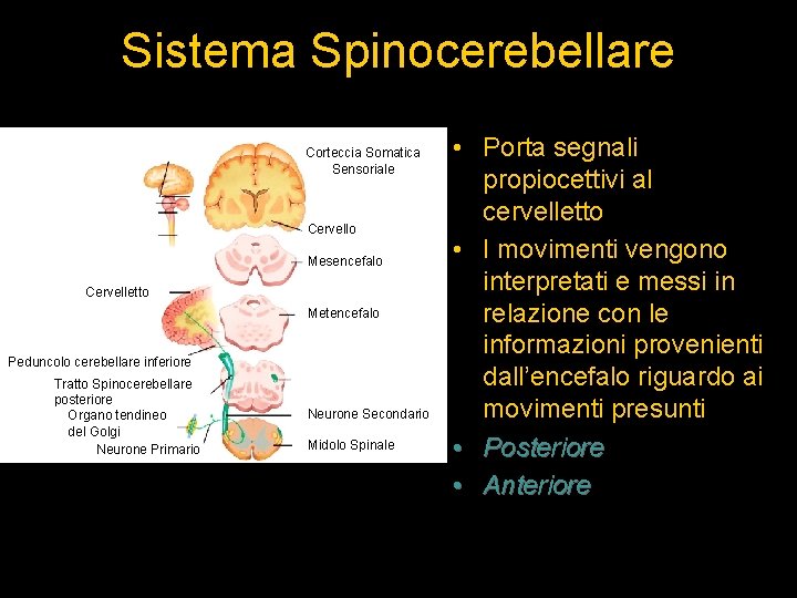 Sistema Spinocerebellare Corteccia Somatica Sensoriale Cervello Mesencefalo Cervelletto Metencefalo Peduncolo cerebellare inferiore Tratto Spinocerebellare