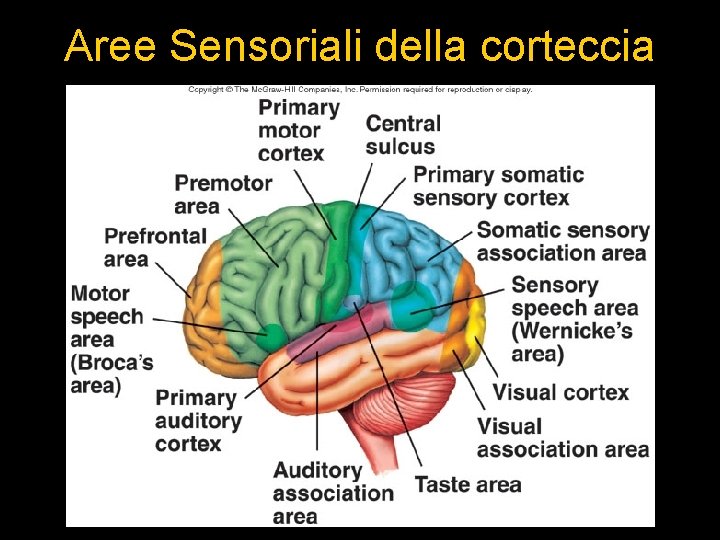 Aree Sensoriali della corteccia 