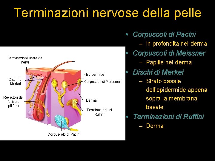 Terminazioni nervose della pelle • Corpuscoli di Pacini – In profondita nel derma •