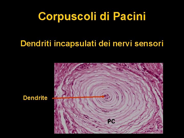 Corpuscoli di Pacini Dendriti incapsulati dei nervi sensori Dendrite 