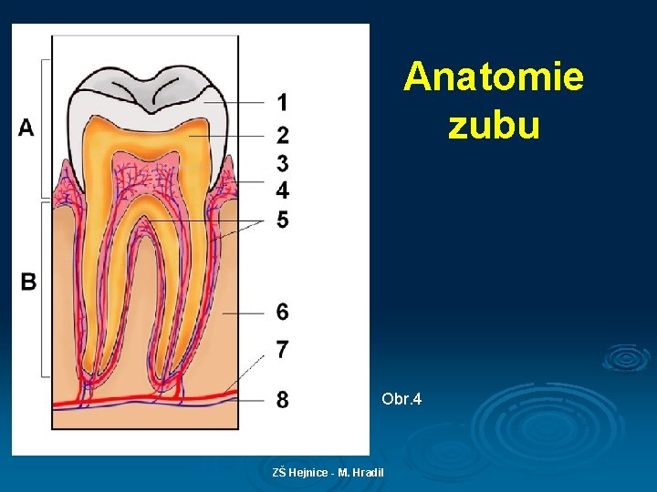 Anatomie zubu Obr. 4 ZŠ Hejnice - M. Hradil 