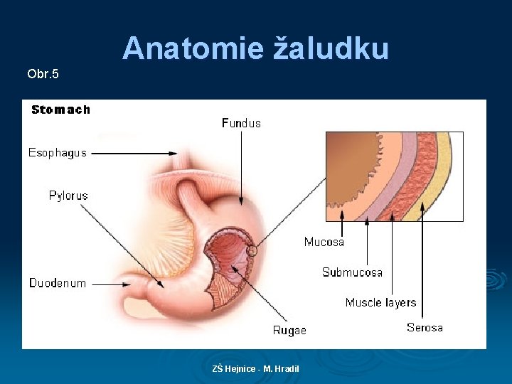 Obr. 5 Anatomie žaludku ZŠ Hejnice - M. Hradil 