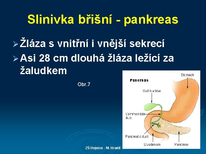 Slinivka břišní - pankreas Ø Žláza s vnitřní i vnější sekrecí Ø Asi 28