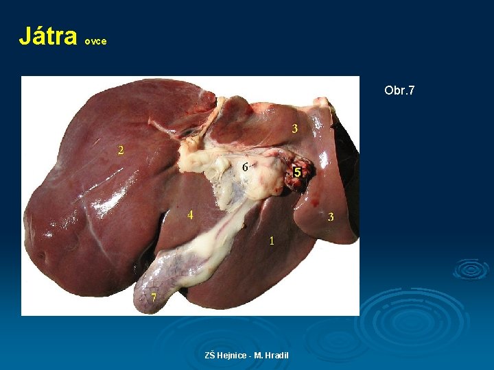 Játra ovce Obr. 7 ZŠ Hejnice - M. Hradil 