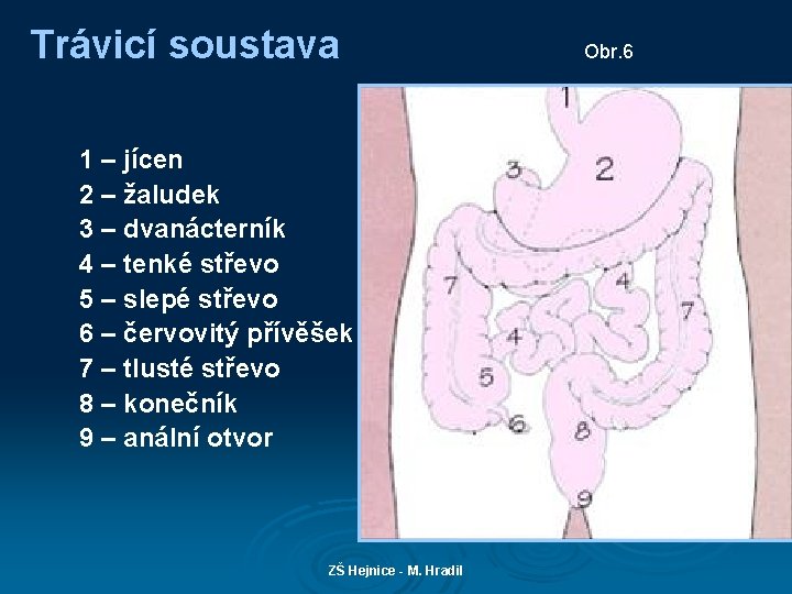 Trávicí soustava 1 – jícen 2 – žaludek 3 – dvanácterník 4 – tenké