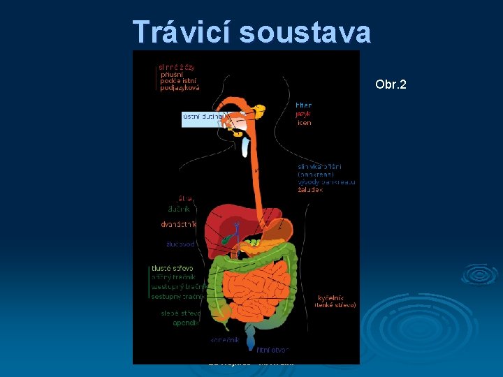 Trávicí soustava Obr. 2 ZŠ Hejnice - M. Hradil 