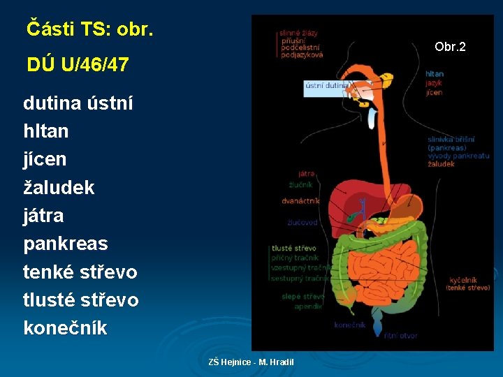 Části TS: obr. Obr. 2 DÚ U/46/47 dutina ústní hltan jícen žaludek játra pankreas
