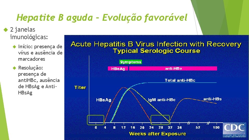 Hepatite B aguda – Evolução favorável 2 janelas imunológicas: Início: presença de vírus e