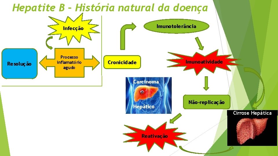 Hepatite B – História natural da doença Imunotolerância Infecção Resolução Processo inflamatório agudo Imunoatividade