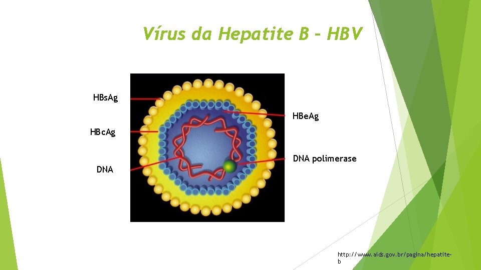 Vírus da Hepatite B – HBV HBs. Ag HBe. Ag HBc. Ag DNA polimerase