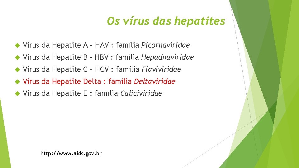 Os vírus das hepatites Vírus da Hepatite A – HAV : família Picornaviridae Vírus