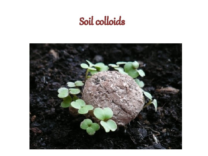 Soil colloids 