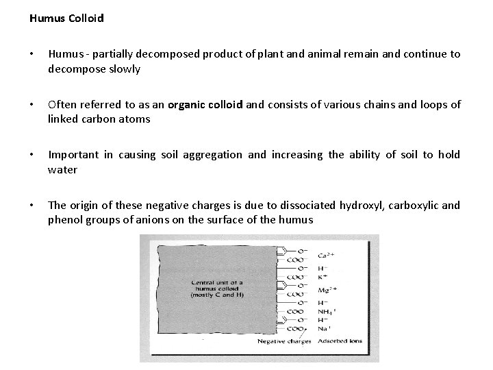 Humus Colloid • Humus - partially decomposed product of plant and animal remain and