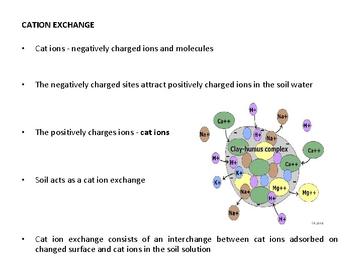 CATION EXCHANGE • Cat ions - negatively charged ions and molecules • The negatively