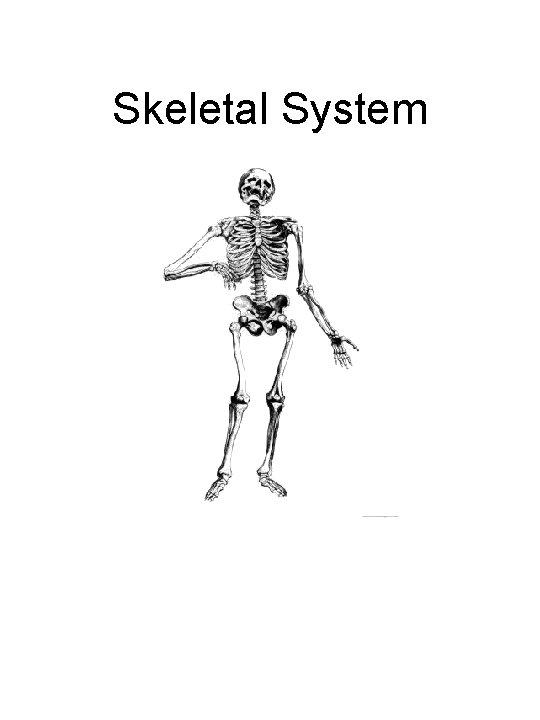 Skeletal System 