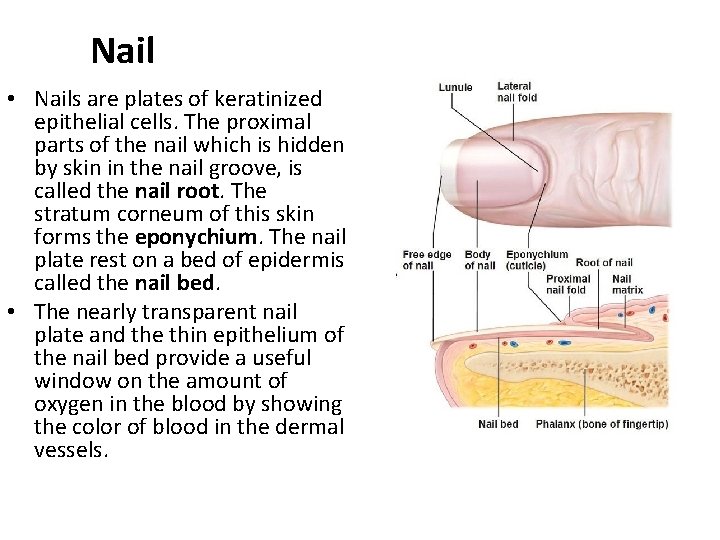 Nail • Nails are plates of keratinized epithelial cells. The proximal parts of the