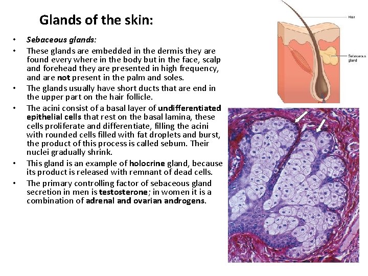 Glands of the skin: • • • Sebaceous glands: These glands are embedded in
