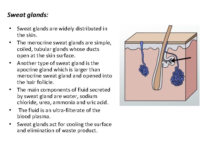 Sweat glands: • Sweat glands are widely distributed in the skin. • The merocrine