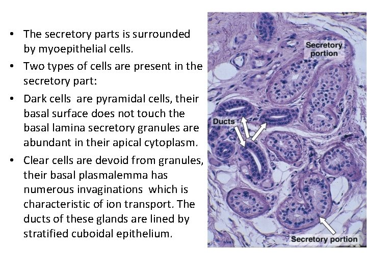  • The secretory parts is surrounded by myoepithelial cells. • Two types of