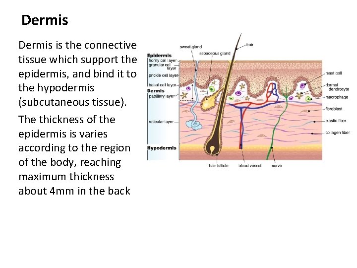 Dermis is the connective tissue which support the epidermis, and bind it to the