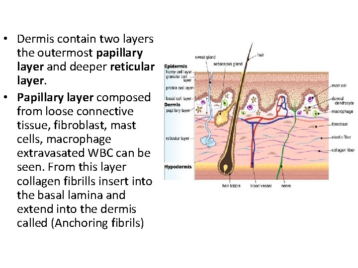  • Dermis contain two layers the outermost papillary layer and deeper reticular layer.