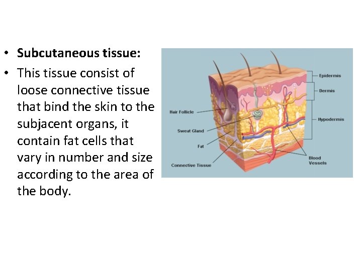  • Subcutaneous tissue: • This tissue consist of loose connective tissue that bind