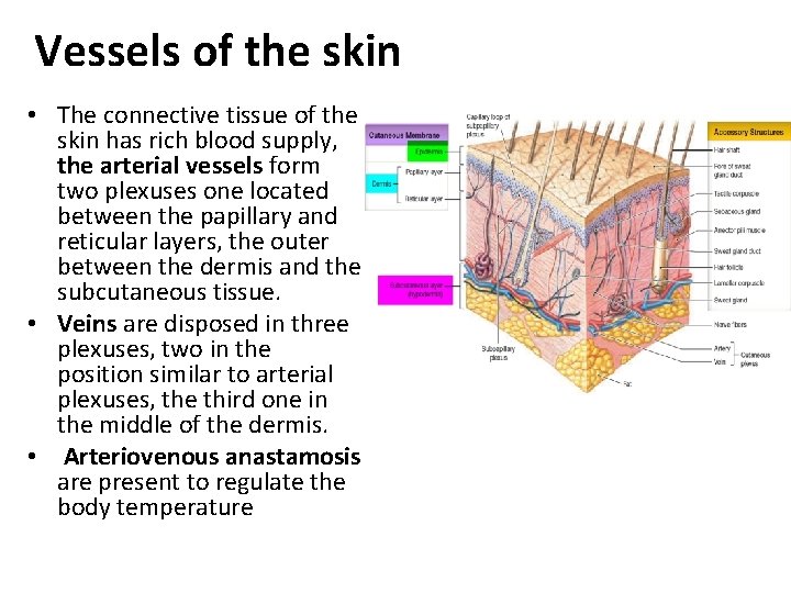 Vessels of the skin • The connective tissue of the skin has rich blood