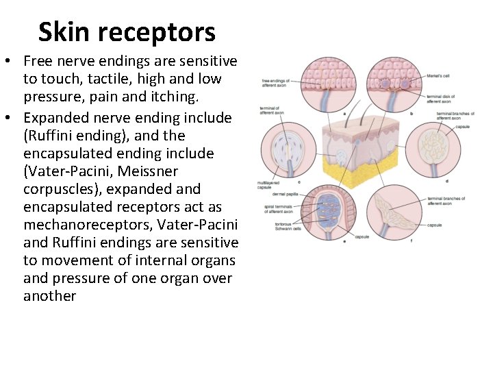 Skin receptors • Free nerve endings are sensitive to touch, tactile, high and low