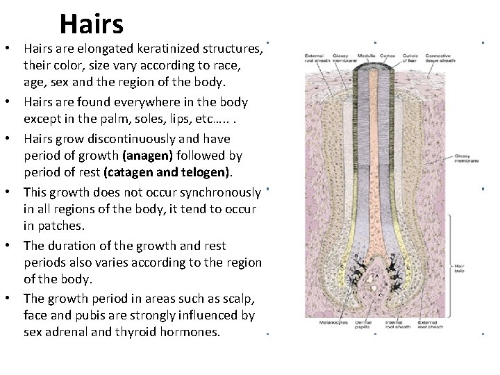 Hairs • Hairs are elongated keratinized structures, their color, size vary according to race,