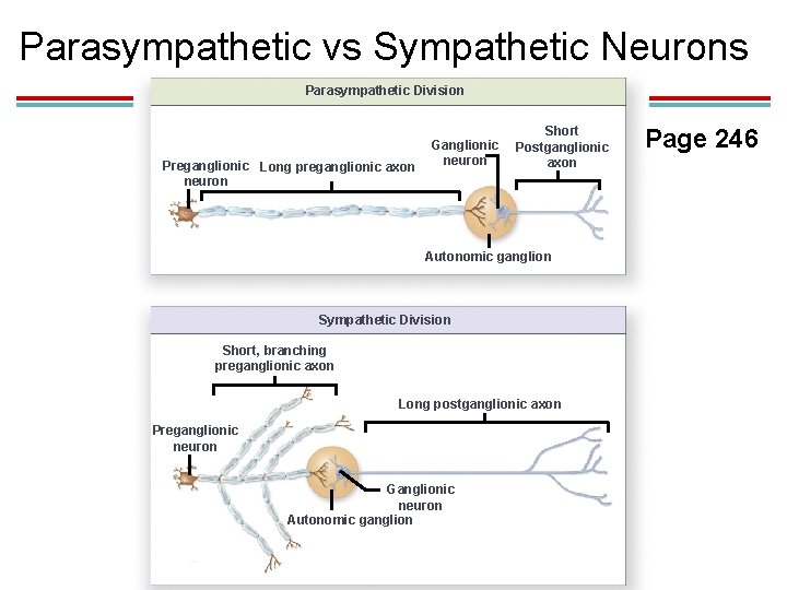 Parasympathetic vs Sympathetic Neurons Parasympathetic Division Preganglionic Long preganglionic axon neuron Ganglionic neuron Short