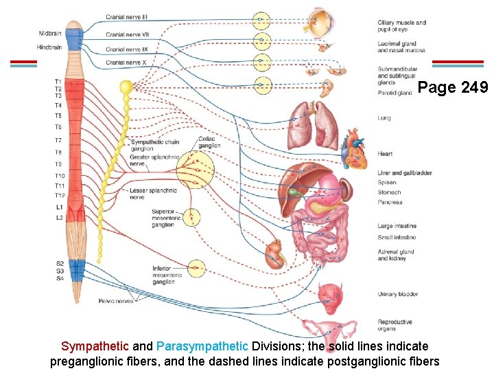 Page 249 Sympathetic and Parasympathetic Divisions; the solid lines indicate preganglionic fibers, and the