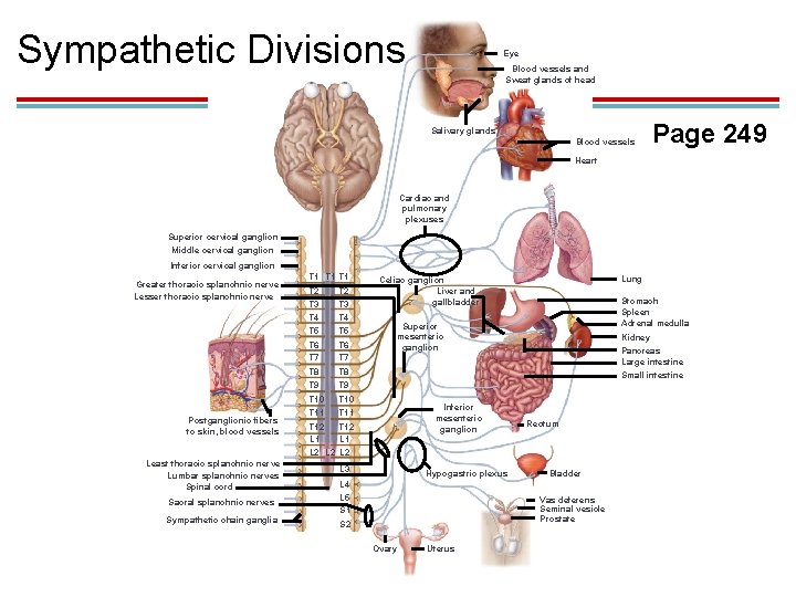 Sympathetic Divisions Eye Blood vessels and Sweat glands of head Salivary glands Blood vessels
