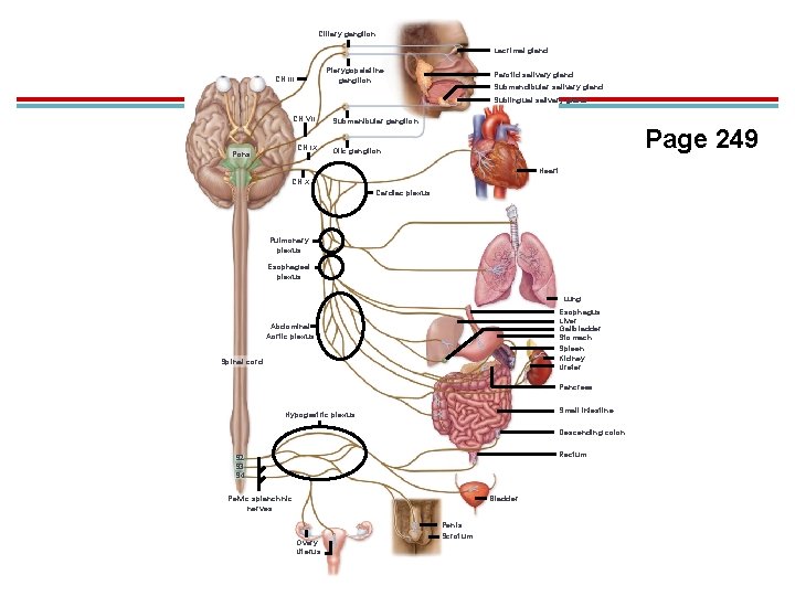 Ciliary ganglion Lacrimal gland Pterygopalatine ganglion CN III Parotid salivary gland Submandibular salivary gland